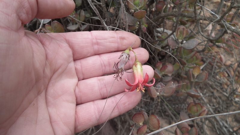 Cotyledon woodii, photographed by Shaun Swanepoel