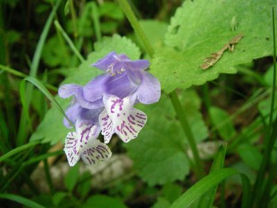Meehania urticifolia, photographed by Yoshimasa Uchiyama