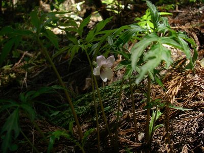 Viola eizanensis, photographed by Yoshimasa Uchiyama