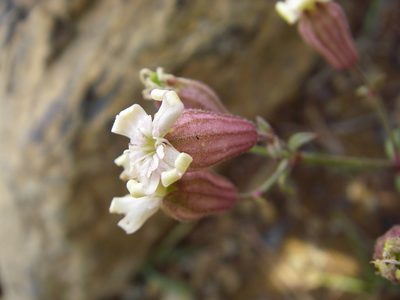 Silene repens, photographed by Yoshimasa Uchiyama