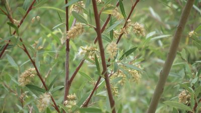 Salix mucronata, photographed by Shaun Swanepoel