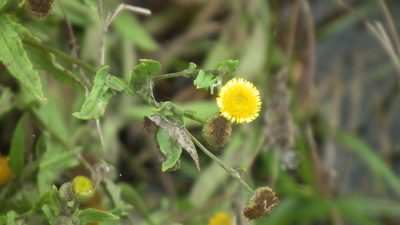 Pulicaria scabra, photographed by Shaun Swanepoel