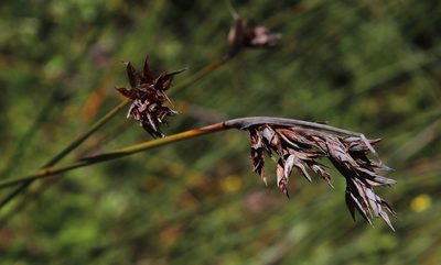 Neesenbeckia punctoria, photographed by Tony Rebelo