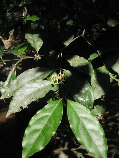 Euonymus indicus, photographed by Siddarth Machado