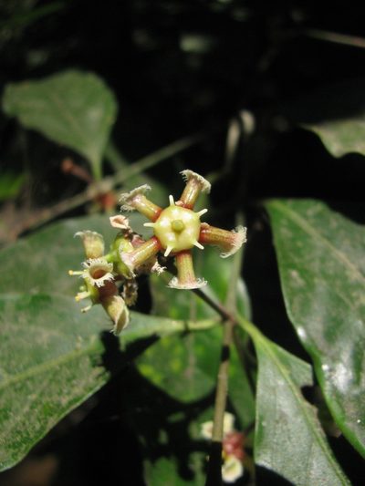 Euonymus indicus, photographed by Siddarth Machado