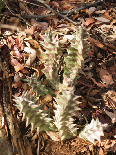 Orbea lutea, photographed by Antoinette Eyssell Knox