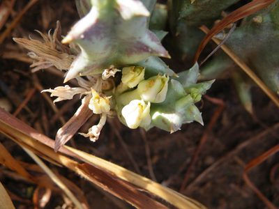 Orbea lutea, photographed by Antoinette Eyssell Knox