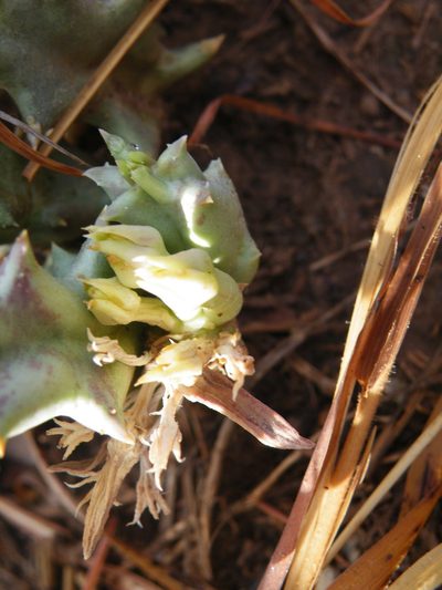 Orbea lutea, photographed by Antoinette Eyssell Knox