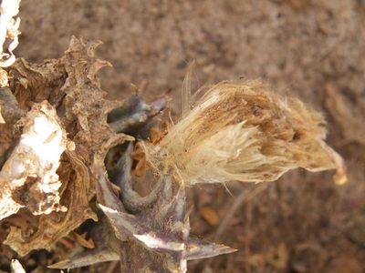 Orbea lutea, photographed by Antoinette Eyssell Knox