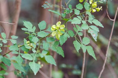 Serjania brachycarpa, photographed by Melissa McMasters