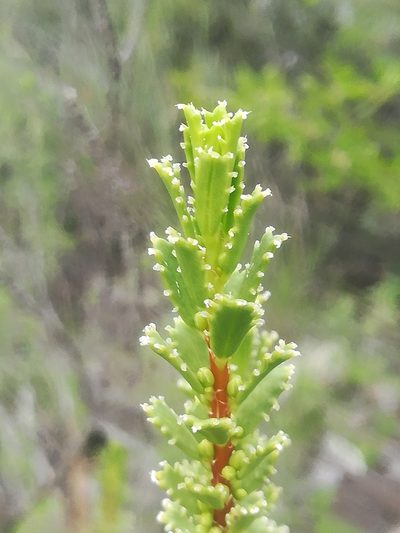Orthosphenia mexicana, photographed by Erick Vélez Sánchez