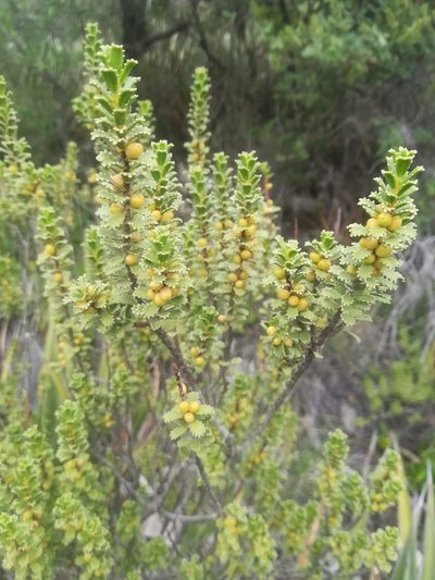 Orthosphenia mexicana, photographed by Erick Vélez Sánchez