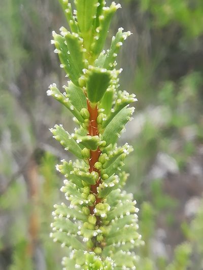 Orthosphenia mexicana, photographed by Erick Vélez Sánchez