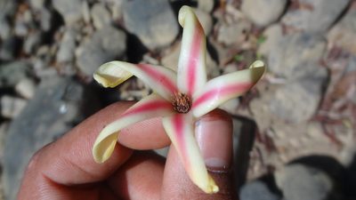 Dipterocarpus indicus, photographed by Siddarth Machado