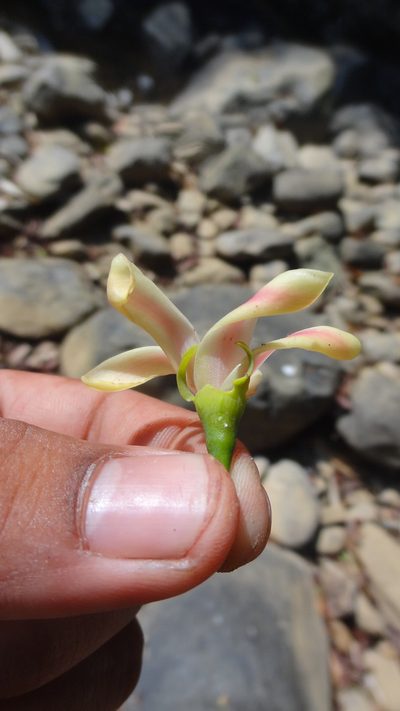 Dipterocarpus indicus, photographed by Siddarth Machado