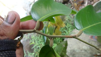 Hopea ponga, photographed by Siddarth Machado