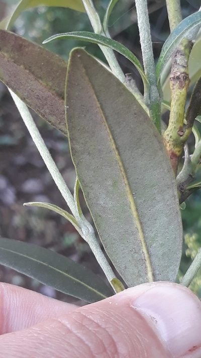 Myrcia oblongata, photographed by Edson Luis Fabro Gasperin