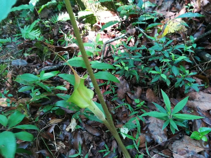 Arisaema macrospathum, photographed by Erick Vélez Sánchez