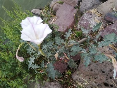 Datura ceratocaula, photographed by Erick Vélez Sánchez