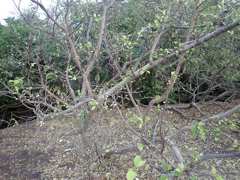 Ficus lecardii, photographed by Julien Renoult