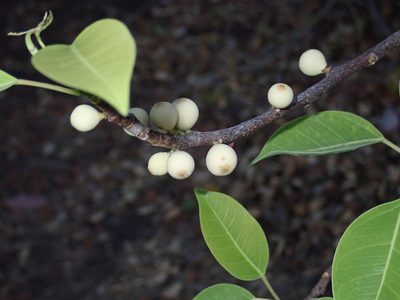 Ficus lecardii, photographed by Julien Renoult