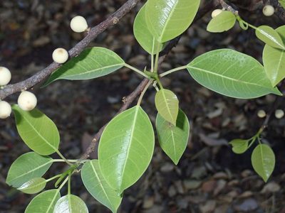 Ficus lecardii, photographed by Julien Renoult