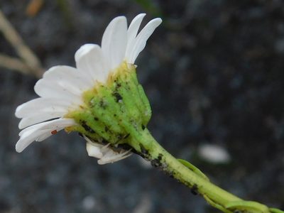 Osmitopsis nana, photographed by Klaus Wehrlin
