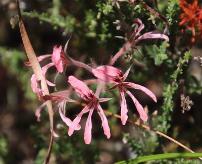 Pelargonium longifolium, photographed by Tony Rebelo