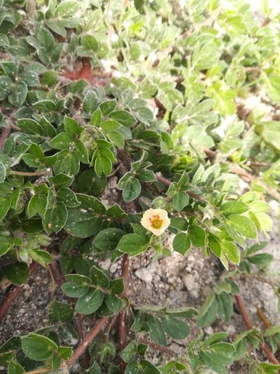 Kallstroemia rosei, photographed by Erick Vélez Sánchez