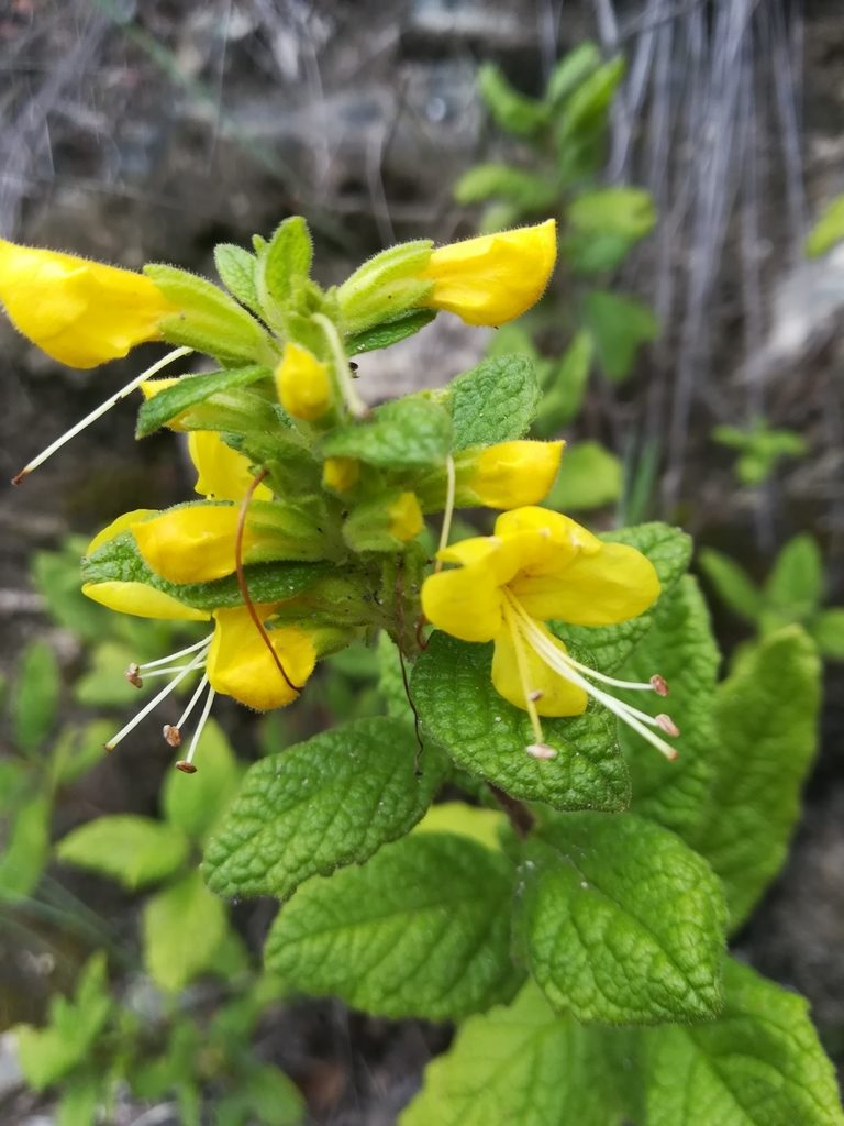 Hemichaena coulteri, photographed by Erick Vélez Sánchez