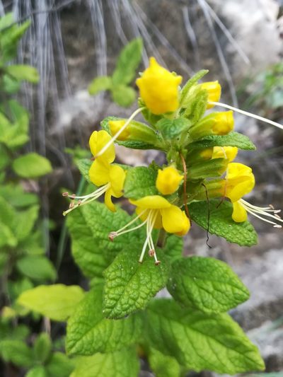Hemichaena coulteri, photographed by Erick Vélez Sánchez