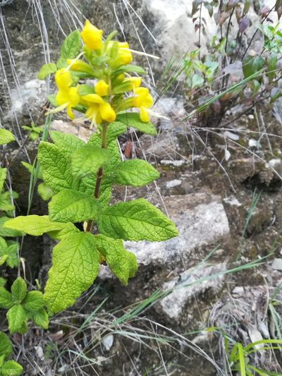 Hemichaena coulteri, photographed by Erick Vélez Sánchez