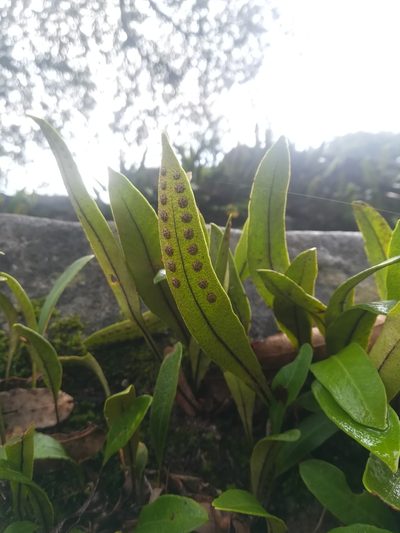 Pleopeltis polylepis, photographed by Erick Vélez Sánchez