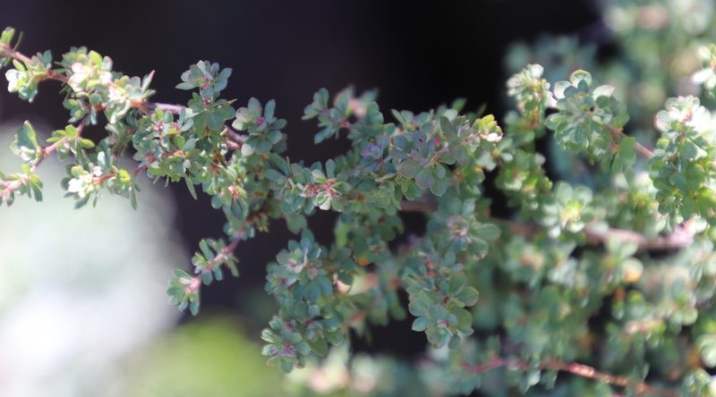 Cliffortia propinqua, photographed by Tony Rebelo
