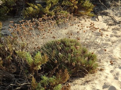 Armeria pungens, photographed by Duarte Frade