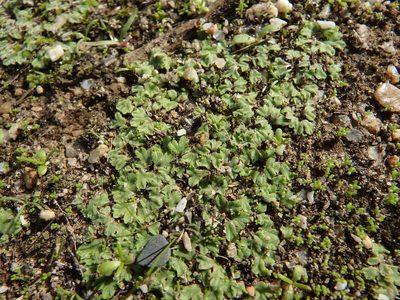 Riccia ciliifera, photographed by Duarte Frade