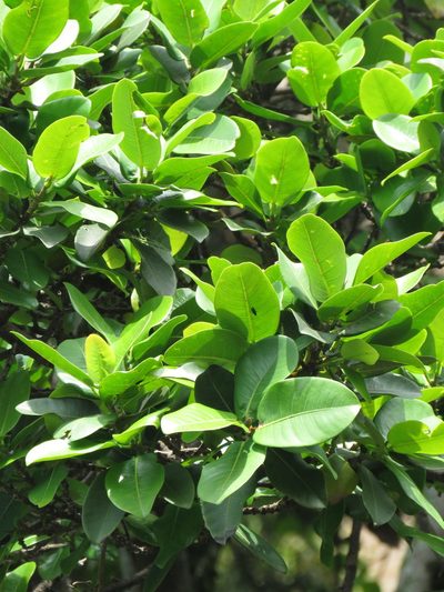 Ficus americana, photographed by Juan Carlos Caicedo Hernández
