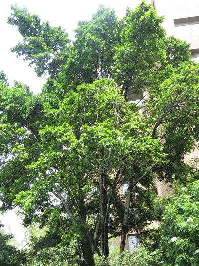 Ficus americana, photographed by Juan Carlos Caicedo Hernández