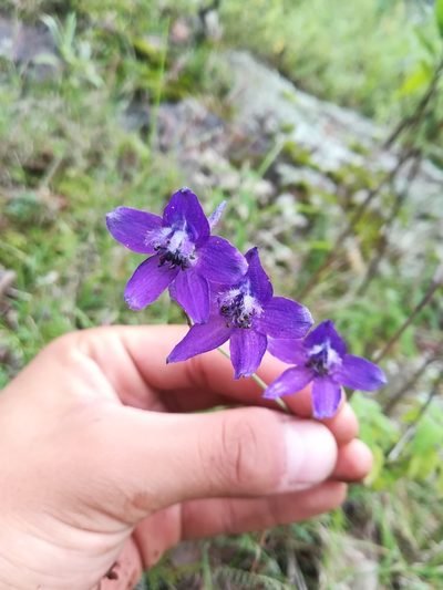 Delphinium pedatisectum, photographed by Erick Vélez Sánchez