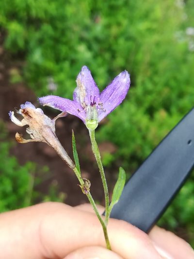 Delphinium pedatisectum, photographed by Erick Vélez Sánchez