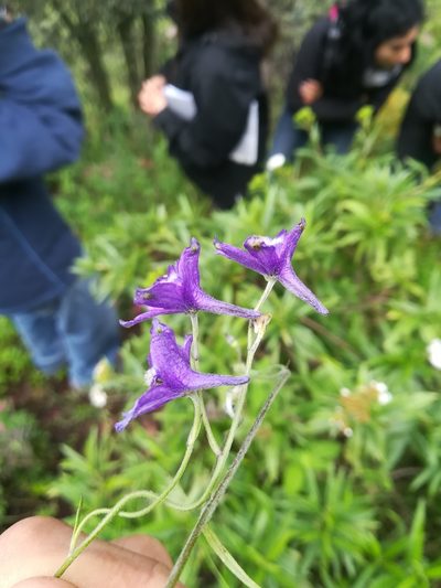Delphinium pedatisectum, photographed by Erick Vélez Sánchez