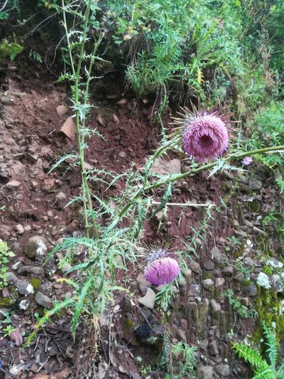 Cirsium pinetorum, photographed by Erick Vélez Sánchez