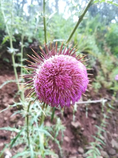 Cirsium pinetorum, photographed by Erick Vélez Sánchez