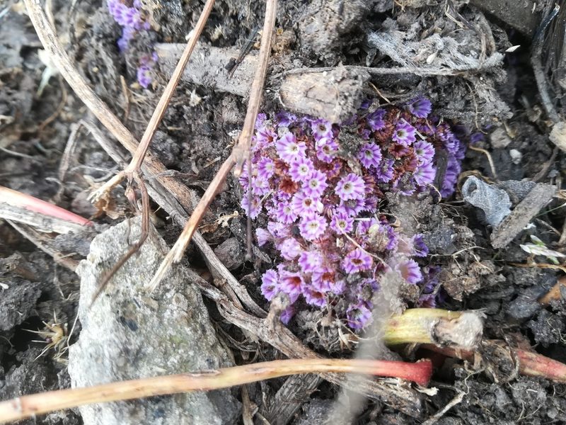 Lennoa madreporoides, photographed by Erick Vélez Sánchez