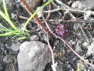 Lennoa madreporoides, photographed by Erick Vélez Sánchez