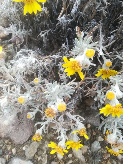 Senecio mairetianus, photographed by Erick Vélez Sánchez
