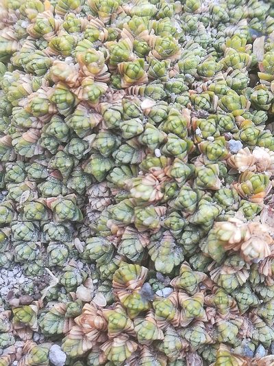 Arenaria bryoides, photographed by Erick Vélez Sánchez