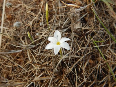 Narcissus serotinus, photographed by Duarte Frade