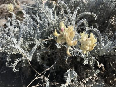 Astragalus anemophilus, photographed by Sula Vanderplank
