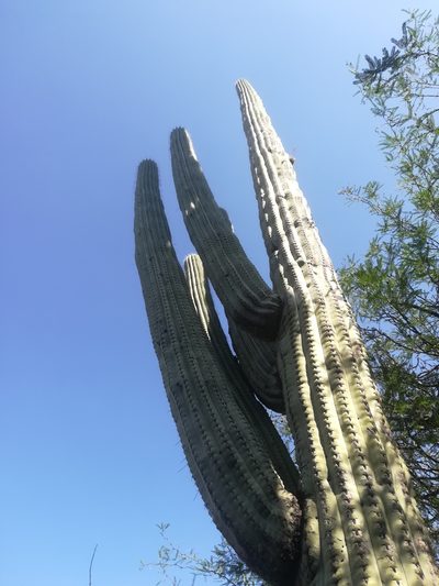 Cephalocereus tetetzo, photographed by Erick Vélez Sánchez